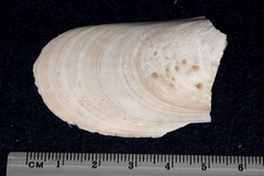 Perna canaliculus