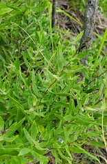 Symphyotrichum oblongifolium