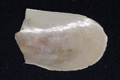 Perna canaliculus