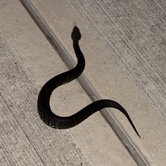 Agkistrodon piscivorus