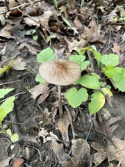 Fungi