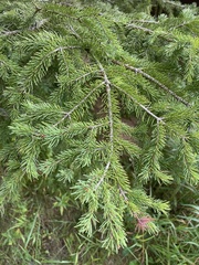 Picea glauca