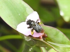 Melissodes bimaculatus