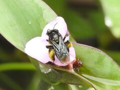 Melissodes bimaculatus