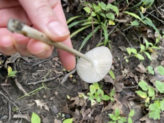 Fungi