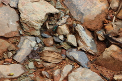 Pseudoxycheila bipustulata