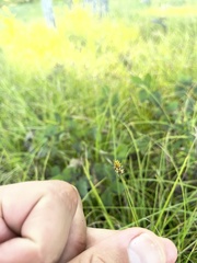 Carex tenuiflora