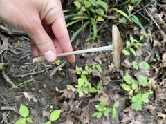 Fungi