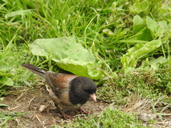 Junco hyemalis