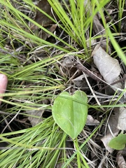 Maianthemum canadense