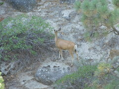 Odocoileus hemionus californicus
