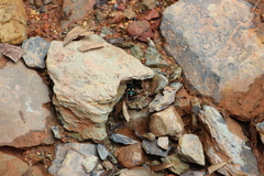 Pseudoxycheila bipustulata