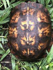 Terrapene carolina