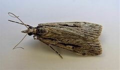 Scoparia indistinctalis