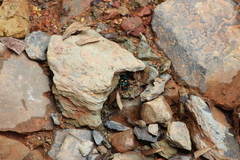 Pseudoxycheila bipustulata