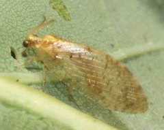 Hemerobiidae