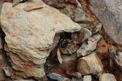 Pseudoxycheila bipustulata