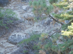 Odocoileus hemionus californicus