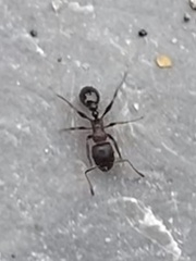 Tetramorium immigrans