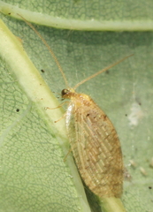 Hemerobiidae