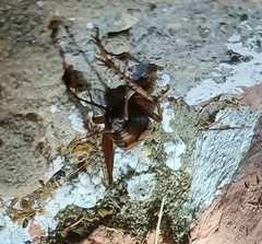 Gryllidae