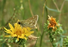 Hesperia assiniboia