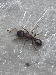 Tetramorium immigrans