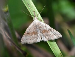 Phalaenostola metonalis