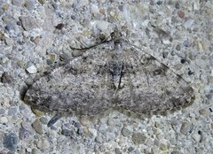 Digrammia gnophosaria