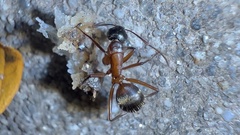 Camponotus chromaiodes