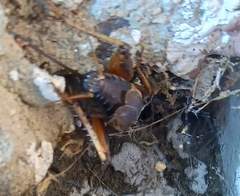 Gryllidae