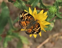 Phyciodes tharos orantain