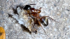 Camponotus chromaiodes