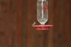 Selasphorus platycercus