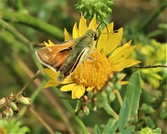 Hesperia assiniboia