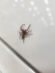 Platycryptus undatus