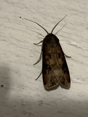 Agrotis ipsilon