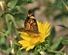 Phyciodes tharos orantain