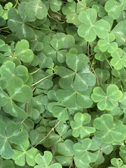 Oxalis oregana
