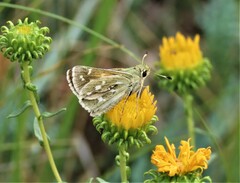 Hesperia assiniboia