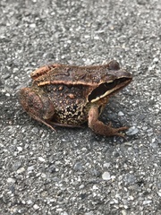 Rana