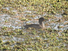 Anas flavirostris