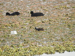 Porphyriops melanops