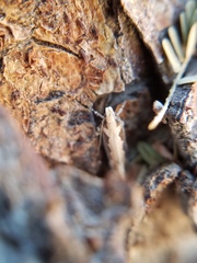 Ornativalva erubescens