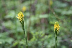 Gavilea lutea