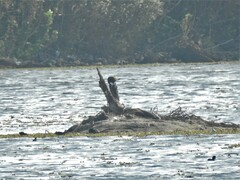 Rostrhamus sociabilis