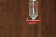 Selasphorus platycercus