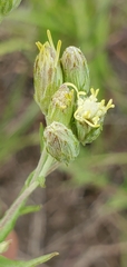 Brickellia eupatorioides