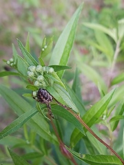 Neoscona arabesca