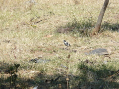 Lanioturdus torquatus